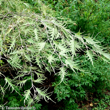 Alnus incana f. angustissima